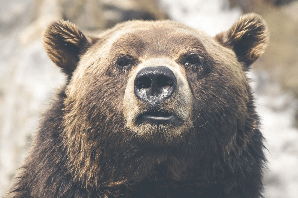 Grizzly Close Up