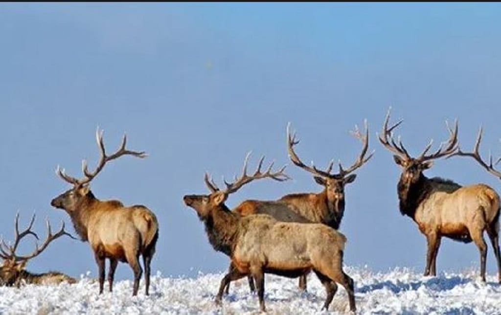 Mount Jumbo winter wildlife closure in effect