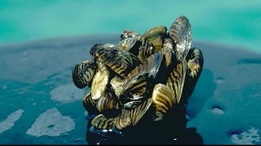 Study: Invasive aquatic mussels could cost MT $230M million annually