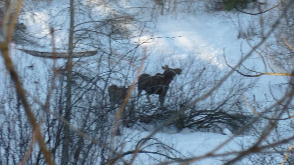 Greenough Park Moose