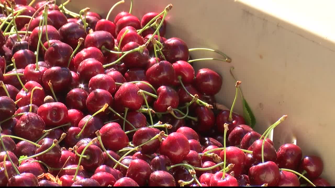 Flathead Cherries go through rigorous quality check